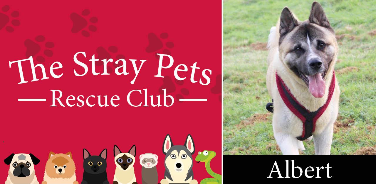 stray-pets-rescue-club-albert-header