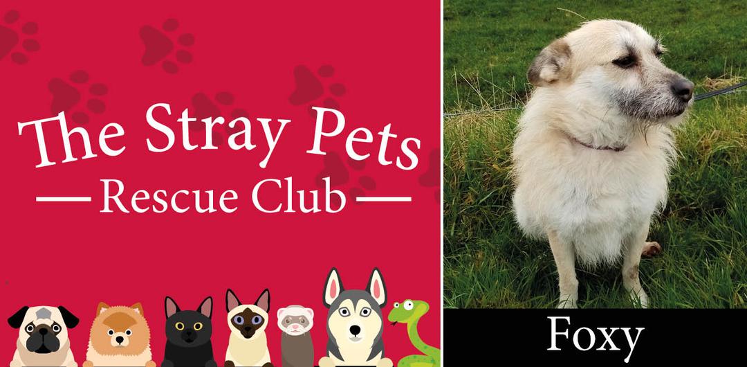 stray-pets-rescue-club-header-foxy