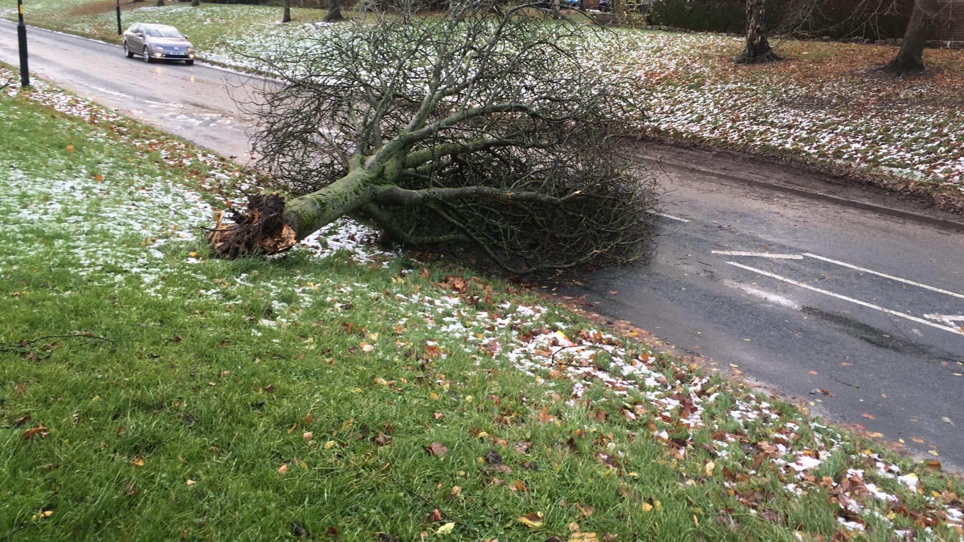 Storm Arwen Jenny Field Drive