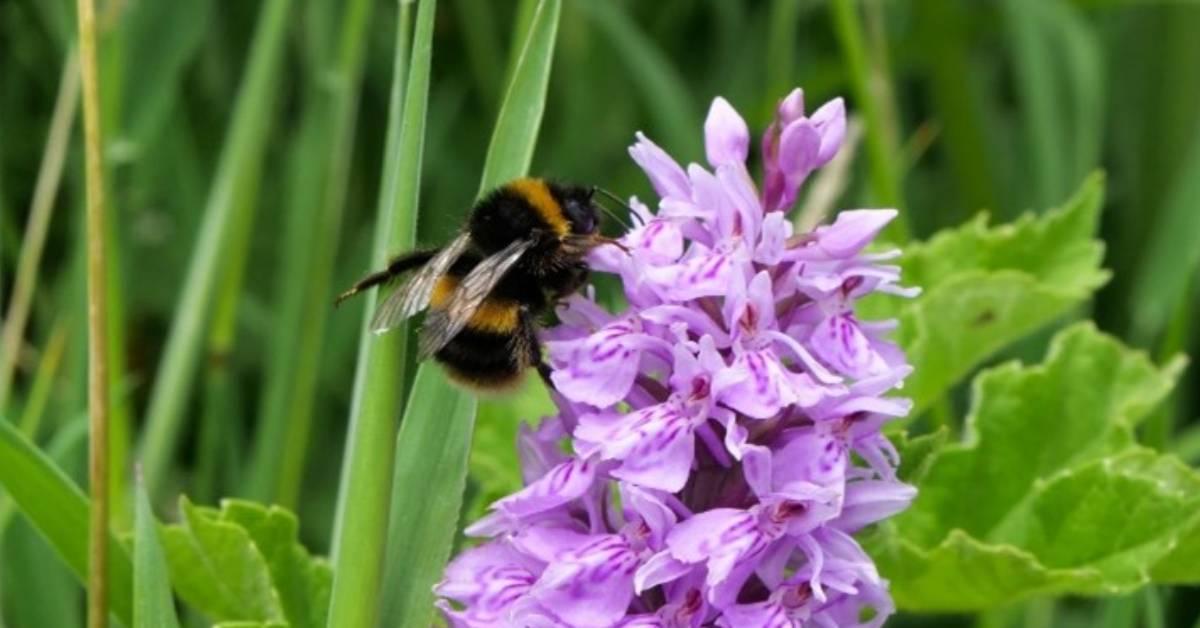 ripon-9th-dec-2021-bee-on-flower