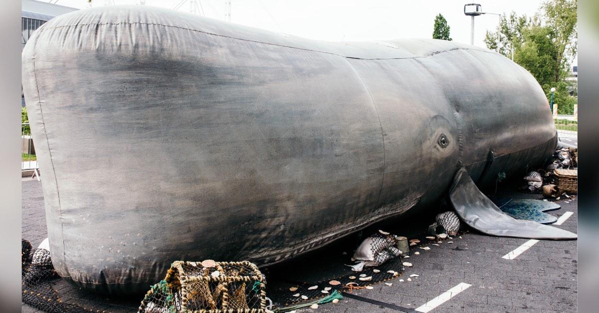 whale-2