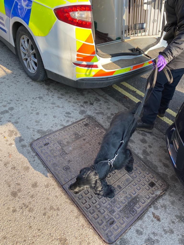 Police sniffer dogs search for drugs