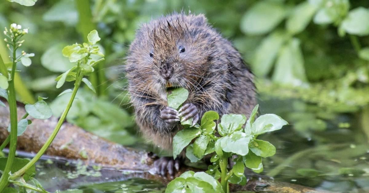 water-voles