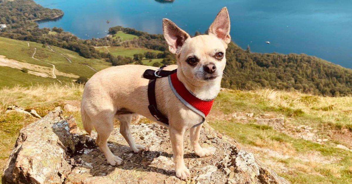 coco-the-chihuahua