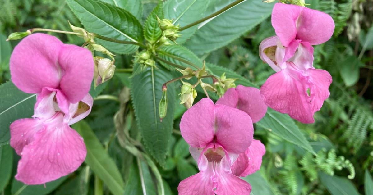 himalayan-balsam-2-2