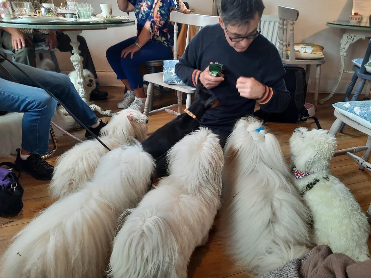 Coton dogs at the tea party Scarlett's tea room in Knaresborough