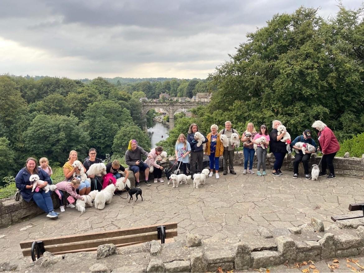 Coton dogs walking around Knaresborough