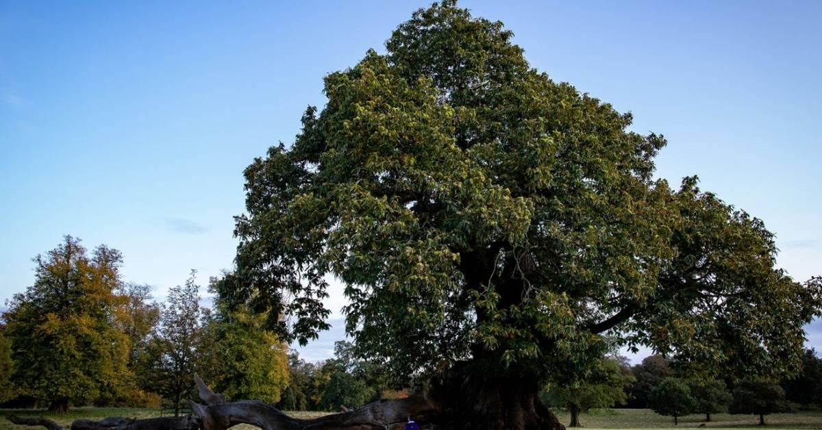 ripon-10th-oct-2022-an-ancient-tree-in-the-skell-valley