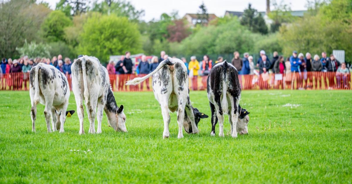 Rear view photo of four cows, called Storm Pooper, Harry Plopper, Poo Patrol and Daisy Dung, that took centre-stage in Masham Community Office's Cow-Pat Competition over the Coronation bank holiday.