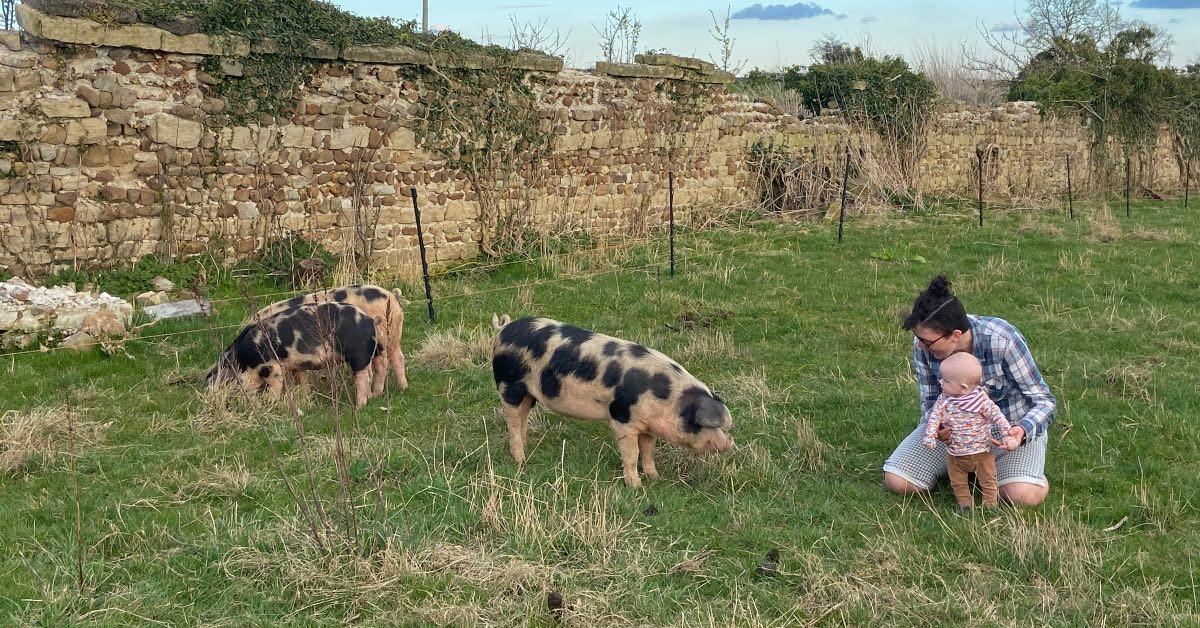 Dannie with some of the pigs on the farm.