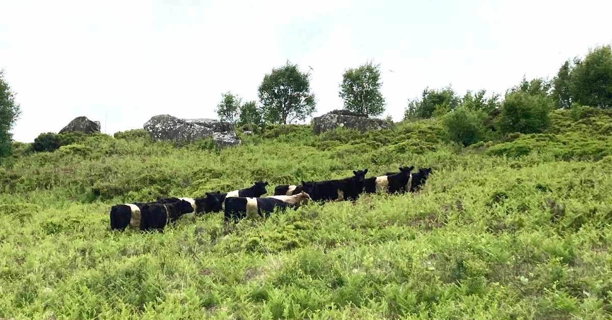 cattle-grazing-on-brimham-rocks-north-moor-credit-k-gisbourne-1