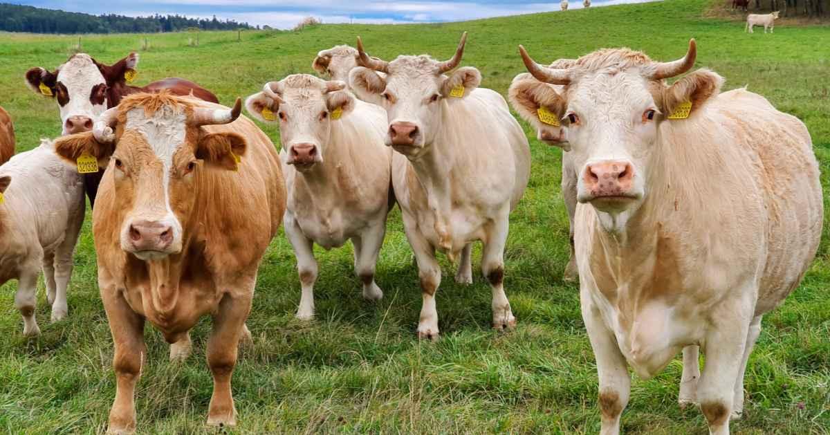 herd-of-cows-1636713121wkx