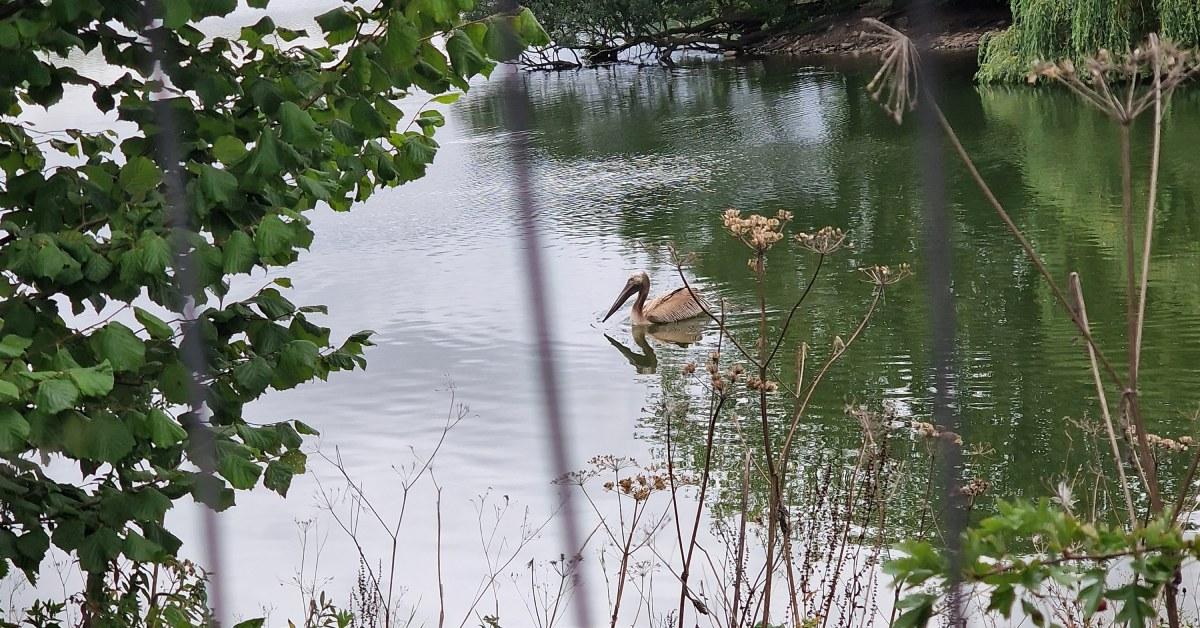 Photo taken by Knaresborough resident Chantelle Wilfan of the juvenile pelican that had escaped from Blackpool Zoo, and which she spotted at Hay-a-Park.
