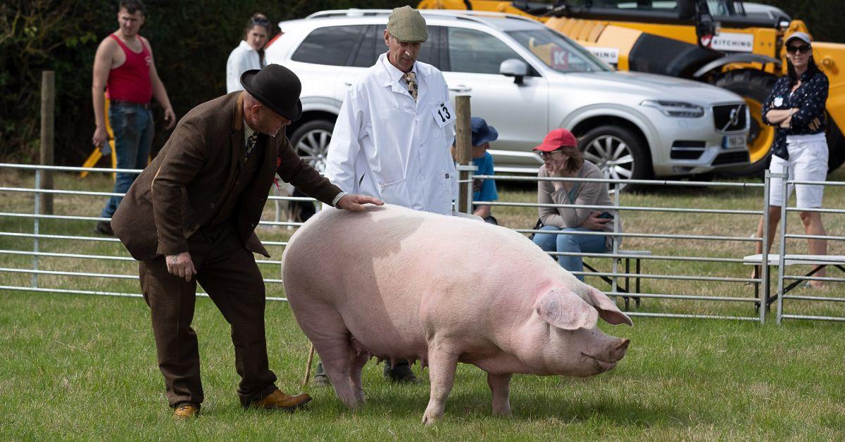 tockwith-show-pig