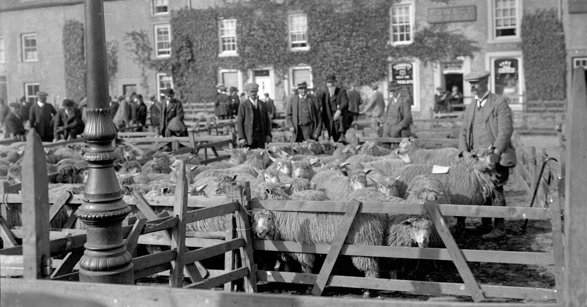 Old black-and-white of sheep in pens in Masham's town square.