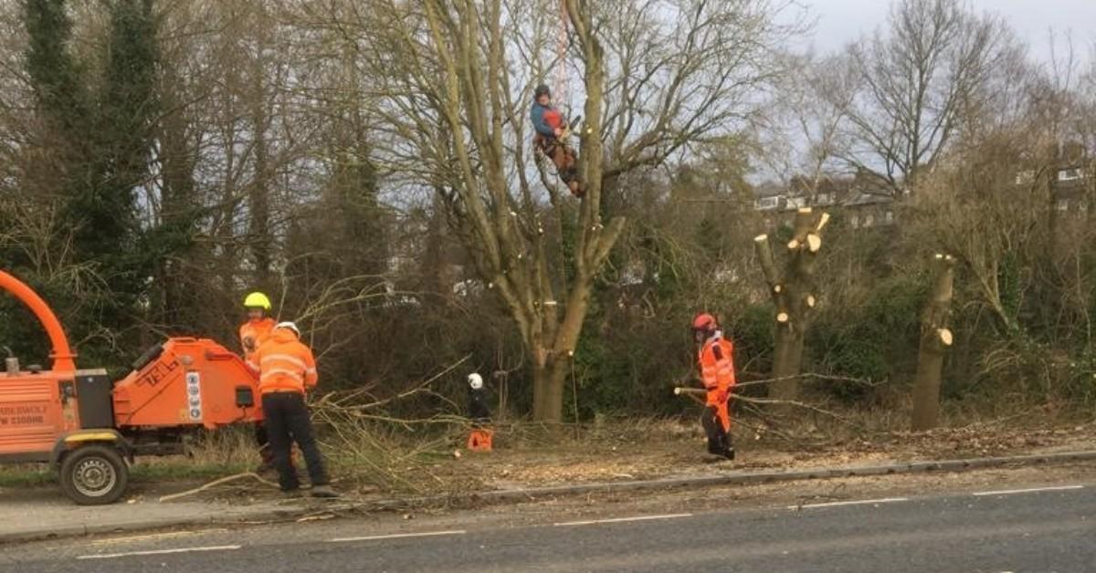 trees-tesco-1