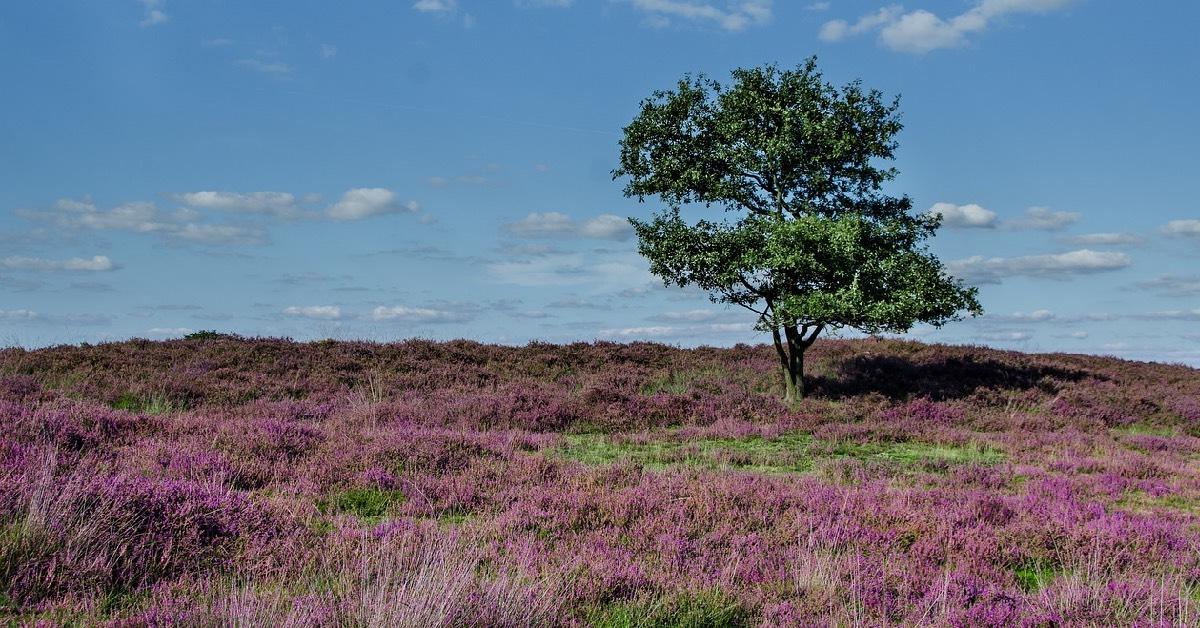 north-york-moors