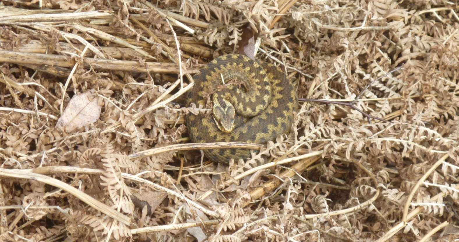 adder-femaleinbracken