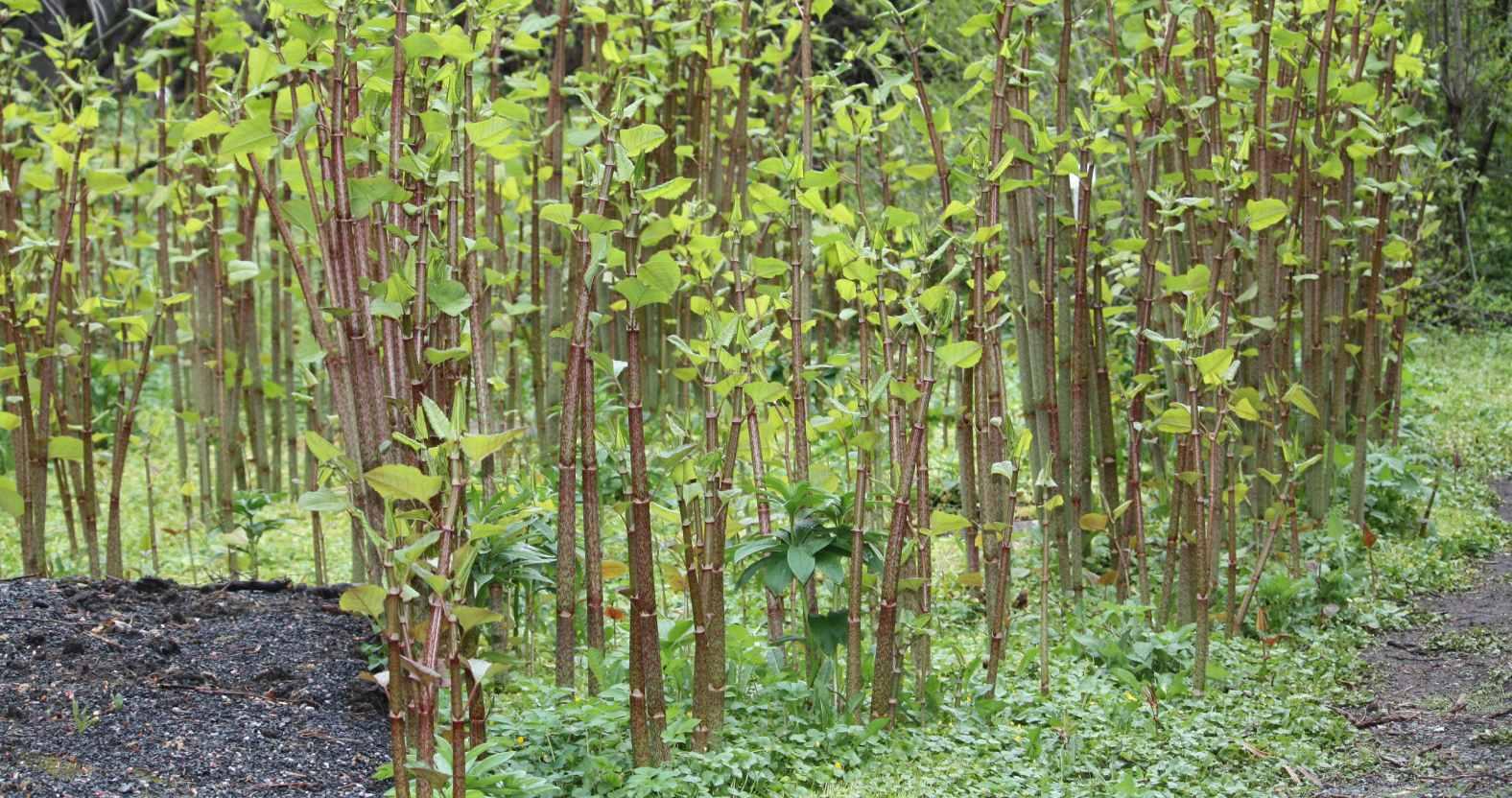 japaneseknotweed-height