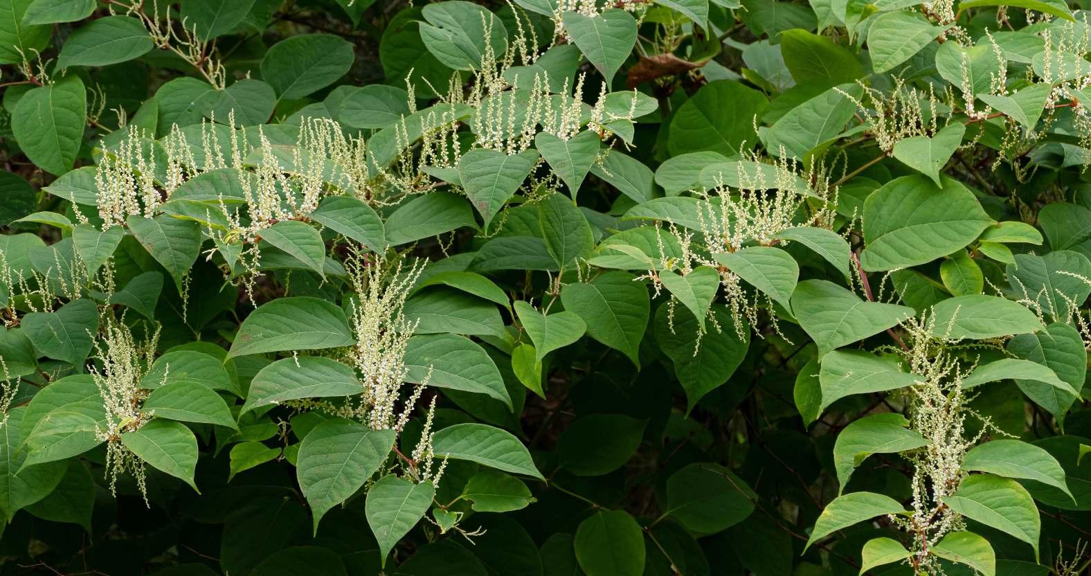 japaneseknotweed-leaves