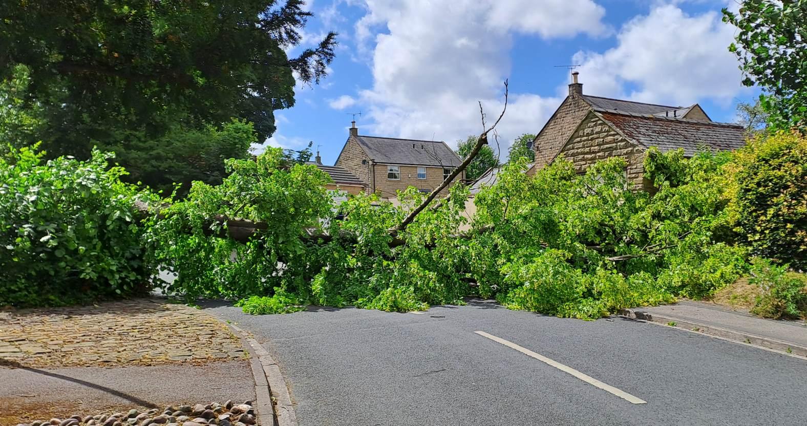 fallen-tree-2-2