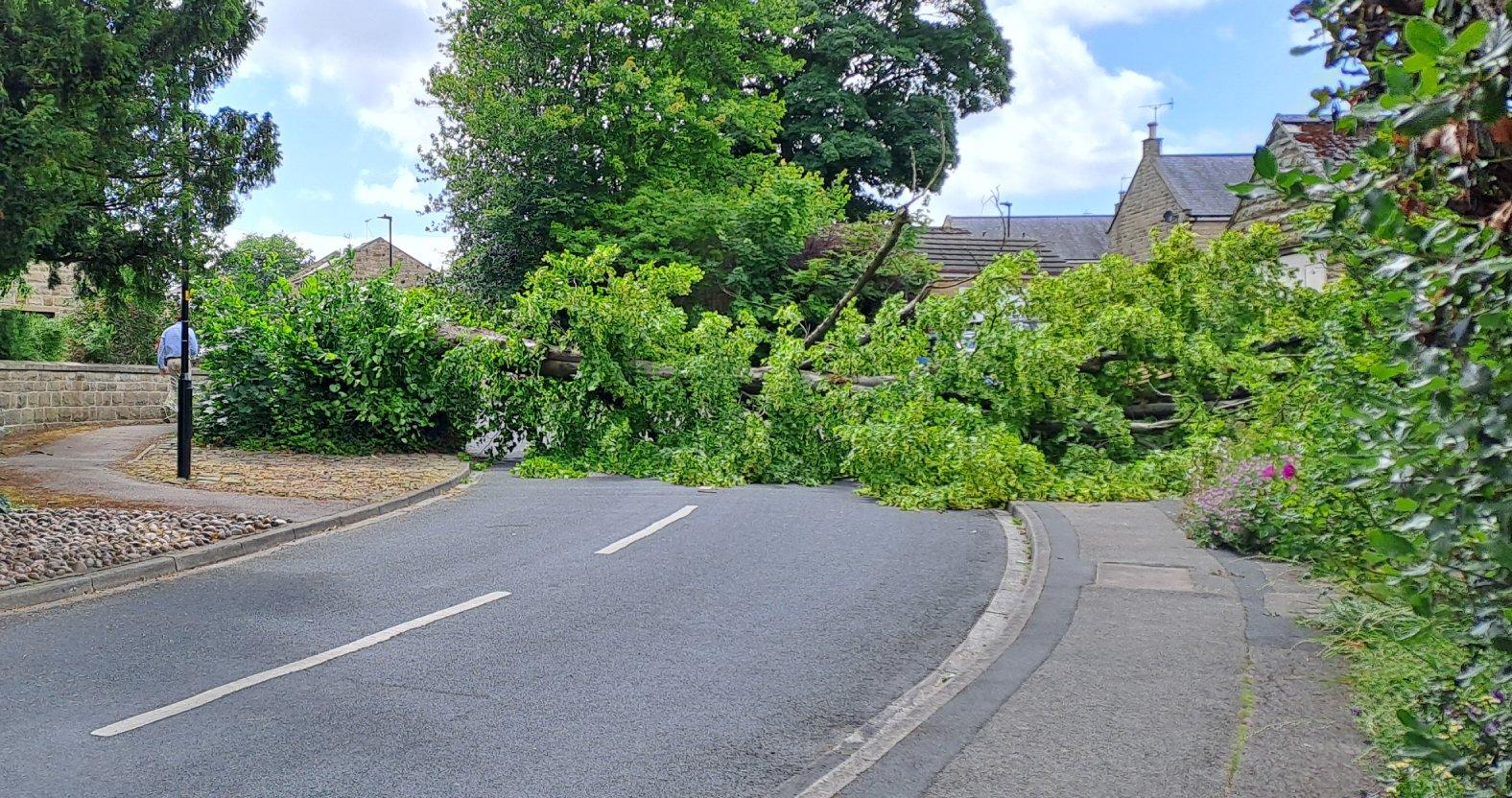 fallen-tree