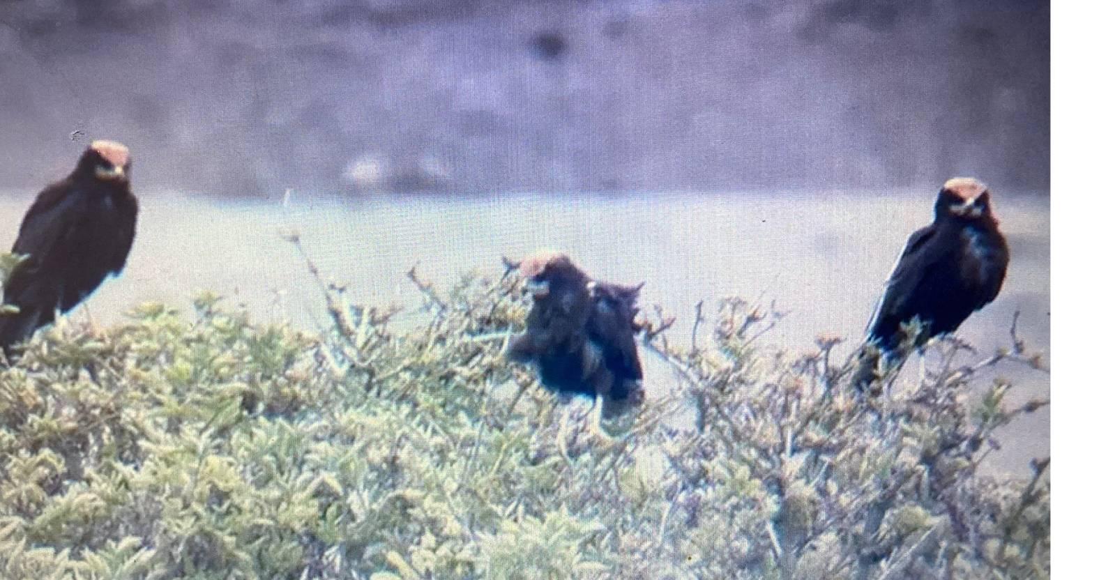 marsh-harrier-young-2