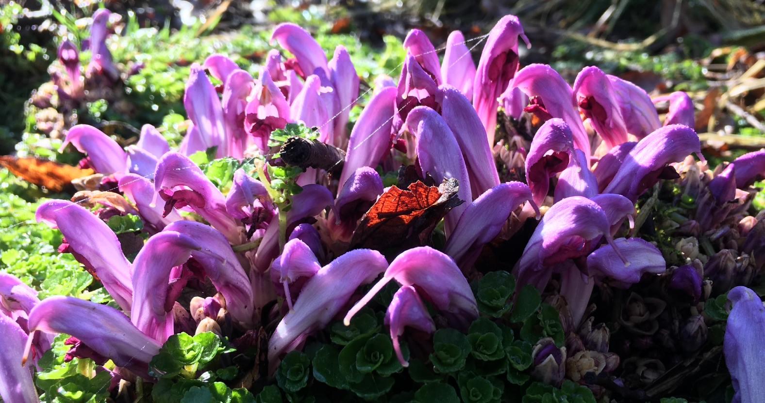 oak-beck-purpletoothwort