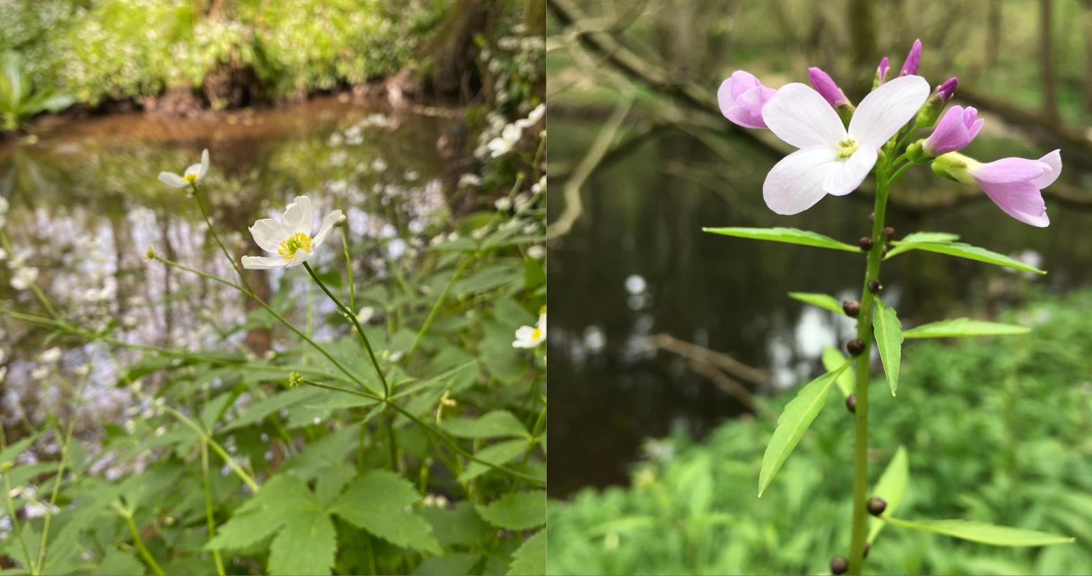 oakbeck-buttercupcoralroot