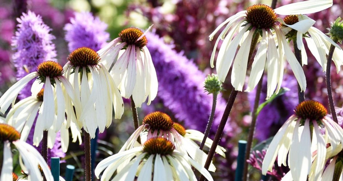 blooms-on-the-final-day-of-the-show