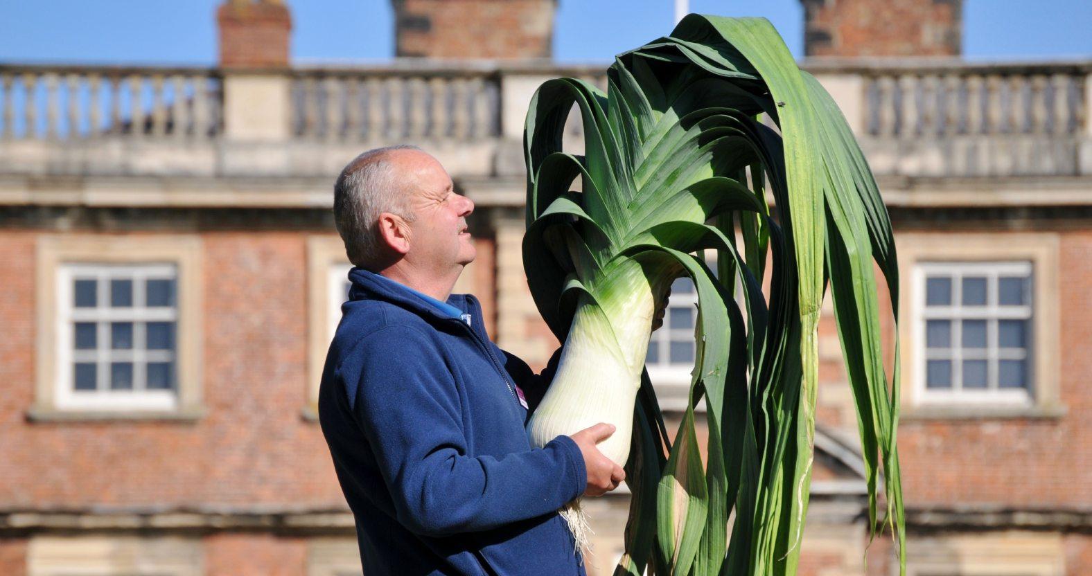 giant-leek