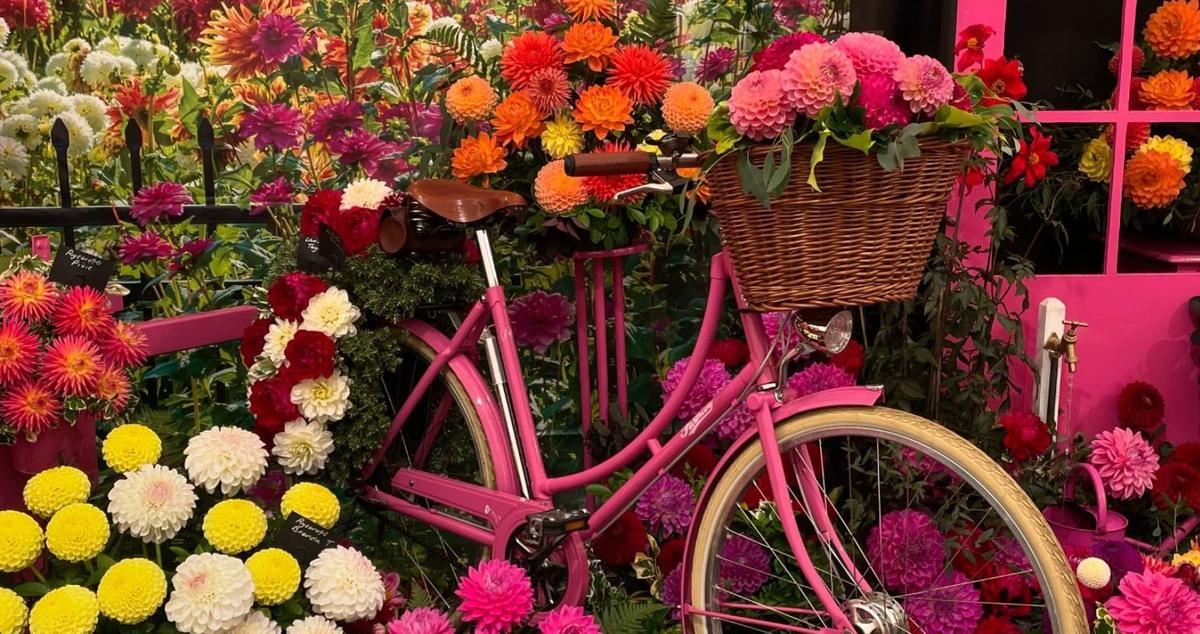 display-by-the-national-dahlia-society-northern-committee