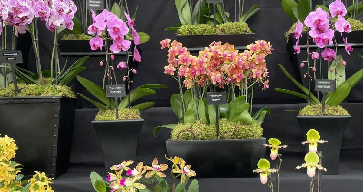 orchids