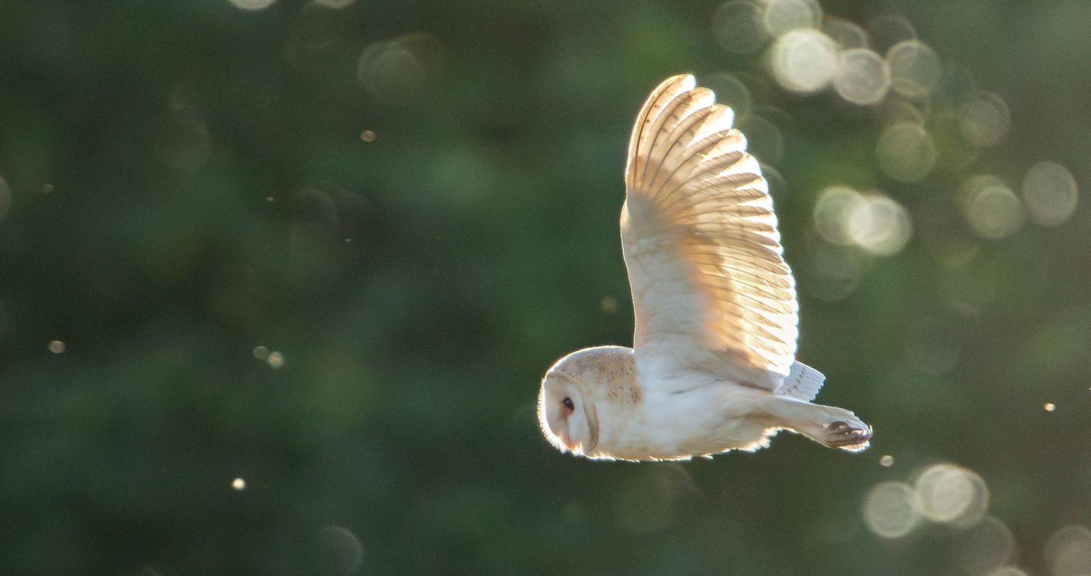 barn-owl-by-lp