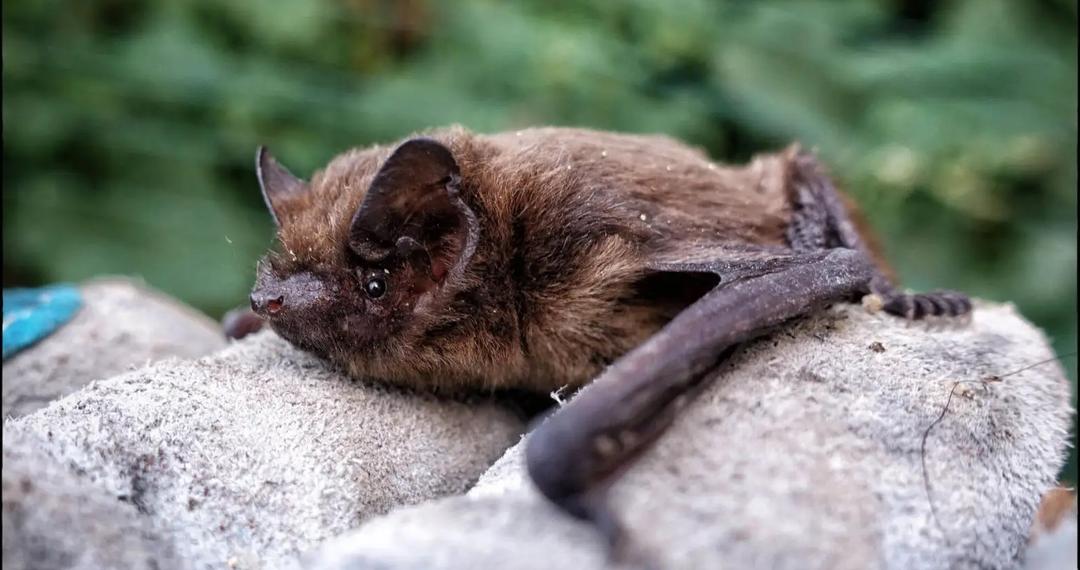 Bat surveys come to different conclusions in battle for Rotary Wood