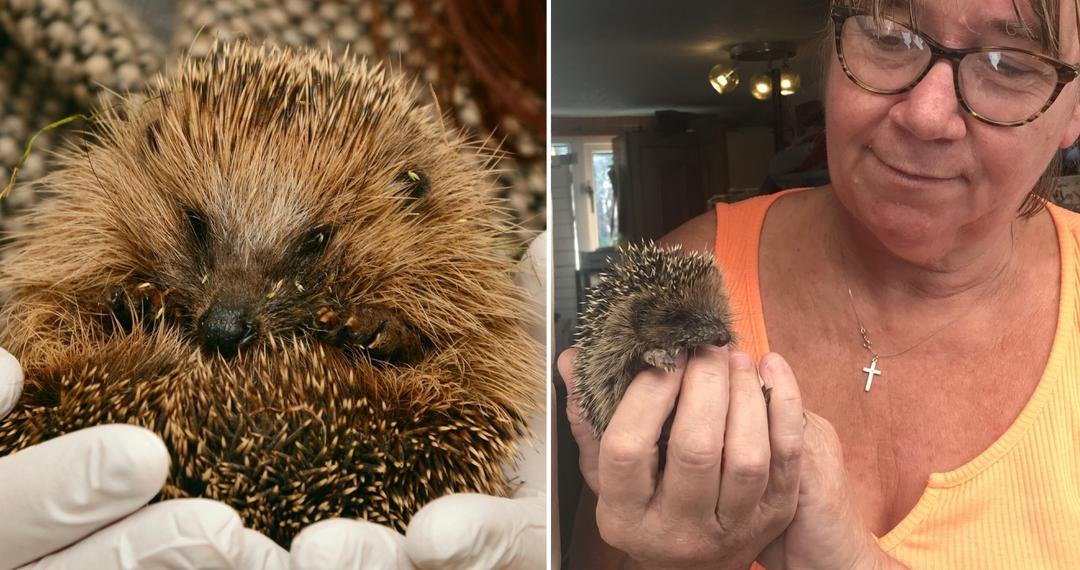 hedgehog-rescue-1