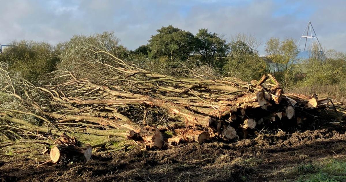 felled-trees