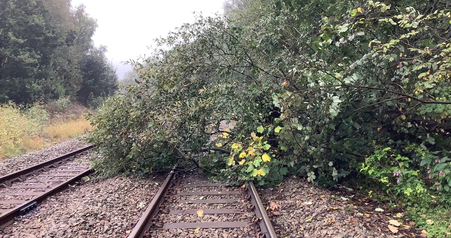 fallen-tree-copy-1