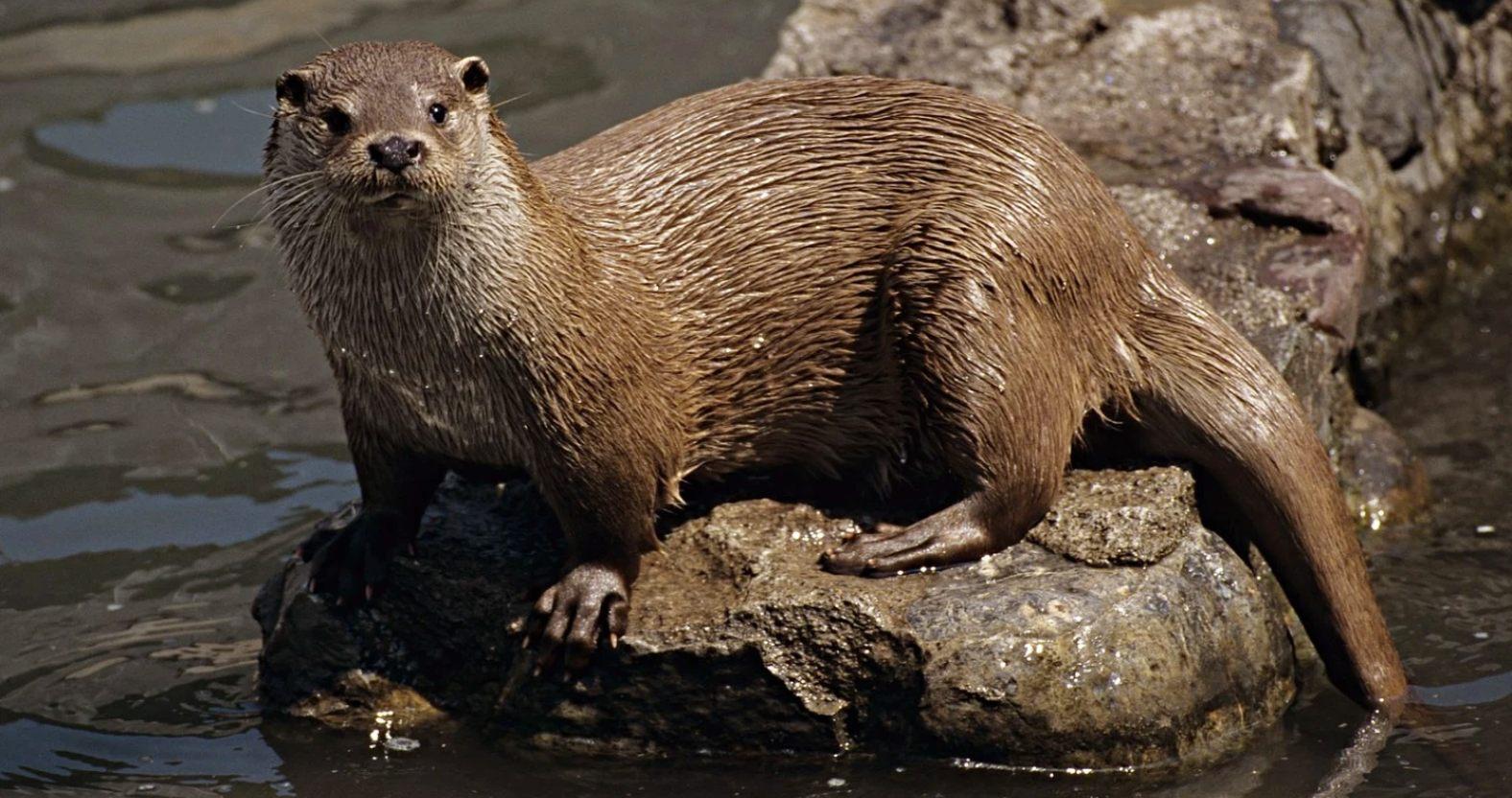 otter