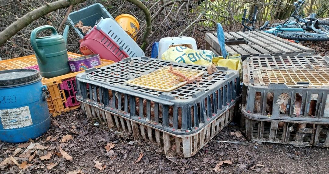 abandoned-poultry