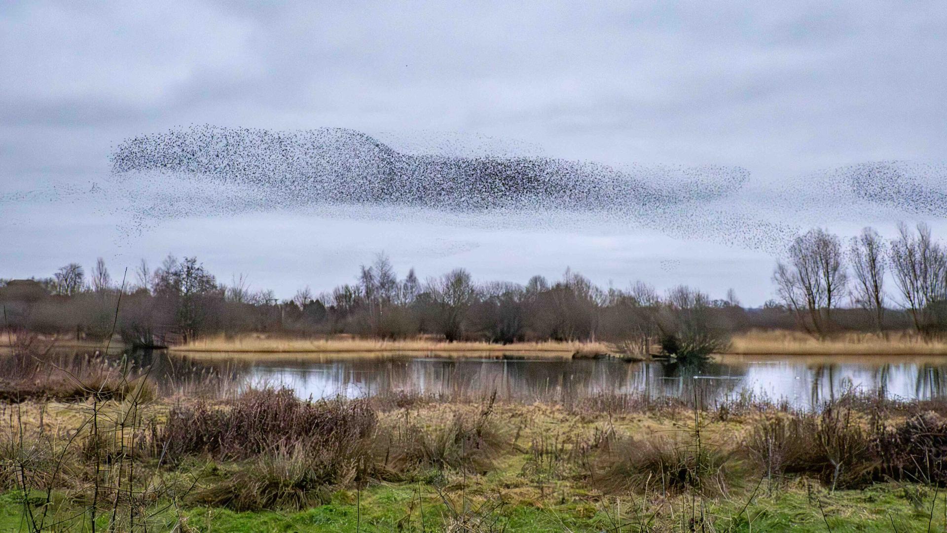 starlings