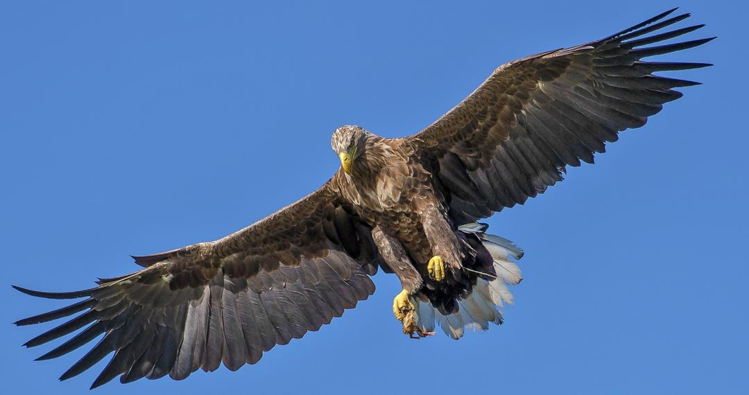 web-eagle