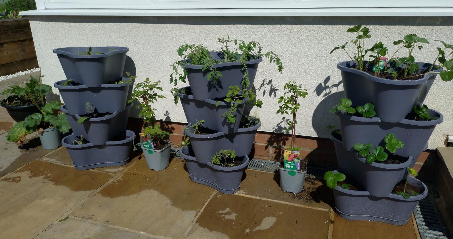 web-plants