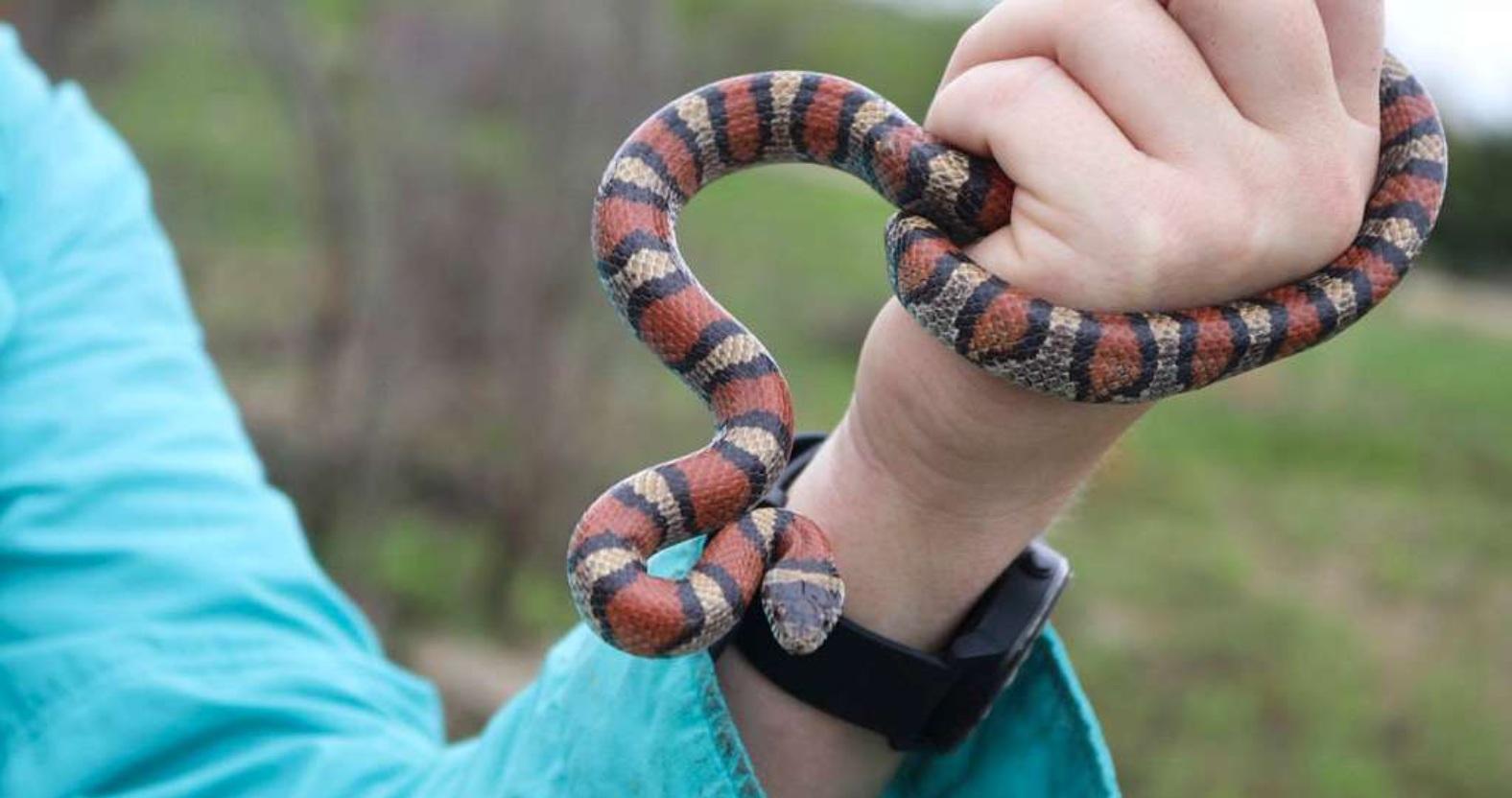 milksnake-1