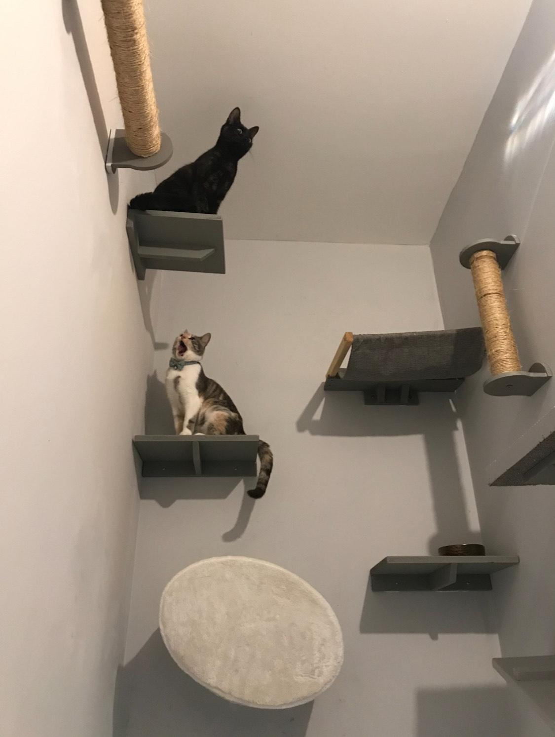 cat-charity-1
