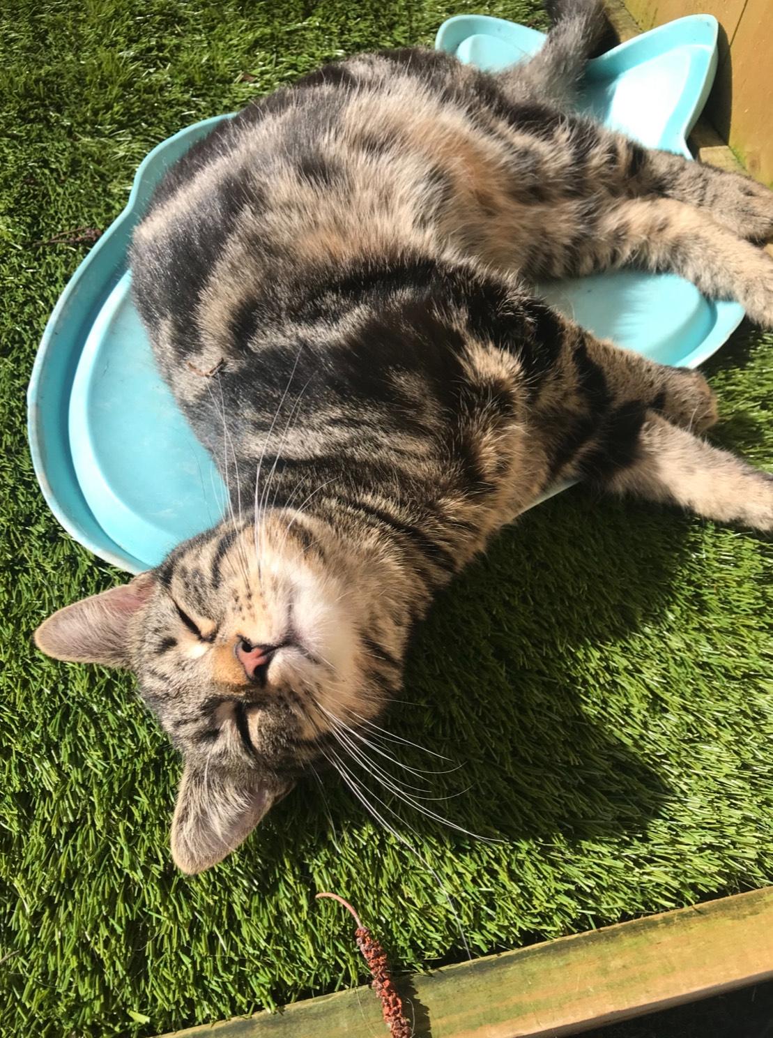 cat-charity-3