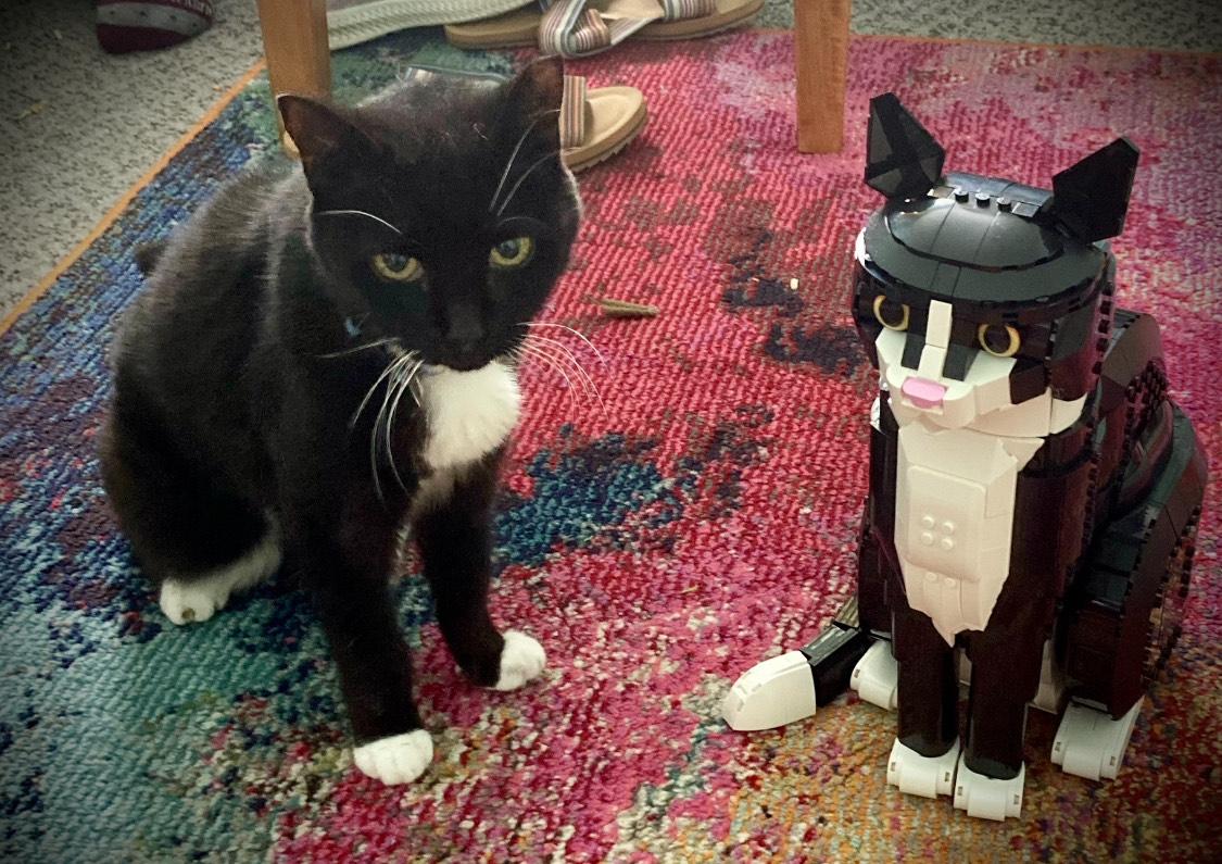 cat-charity-5