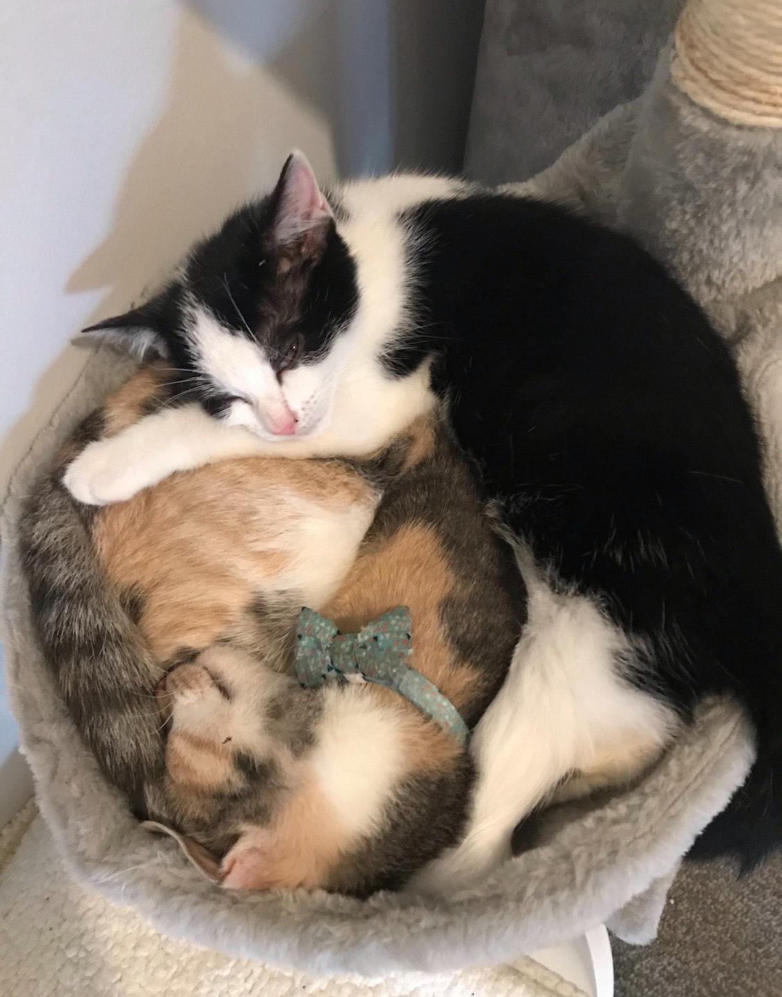 cat-charity-6