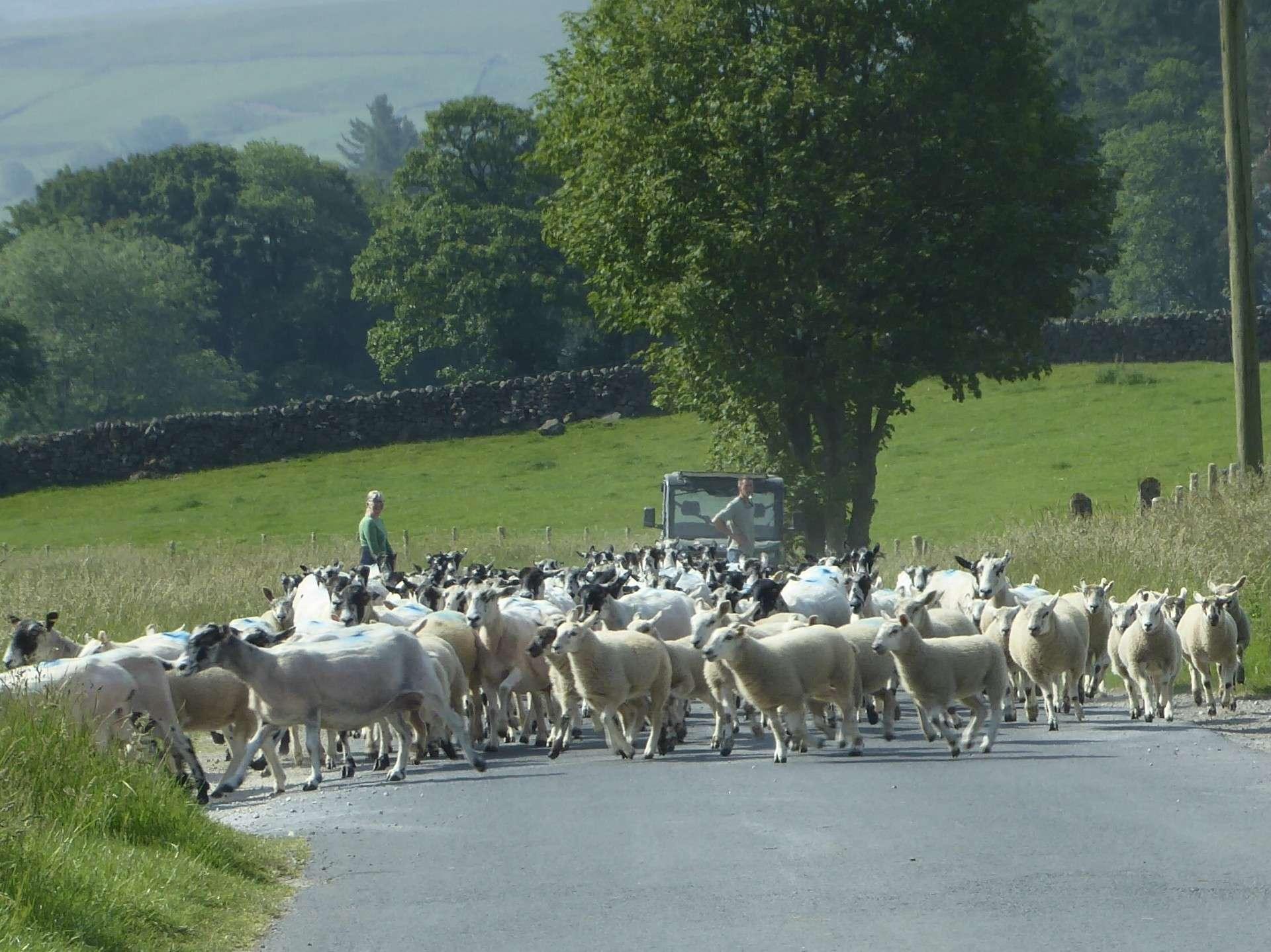 lofthouse-sheeponroad