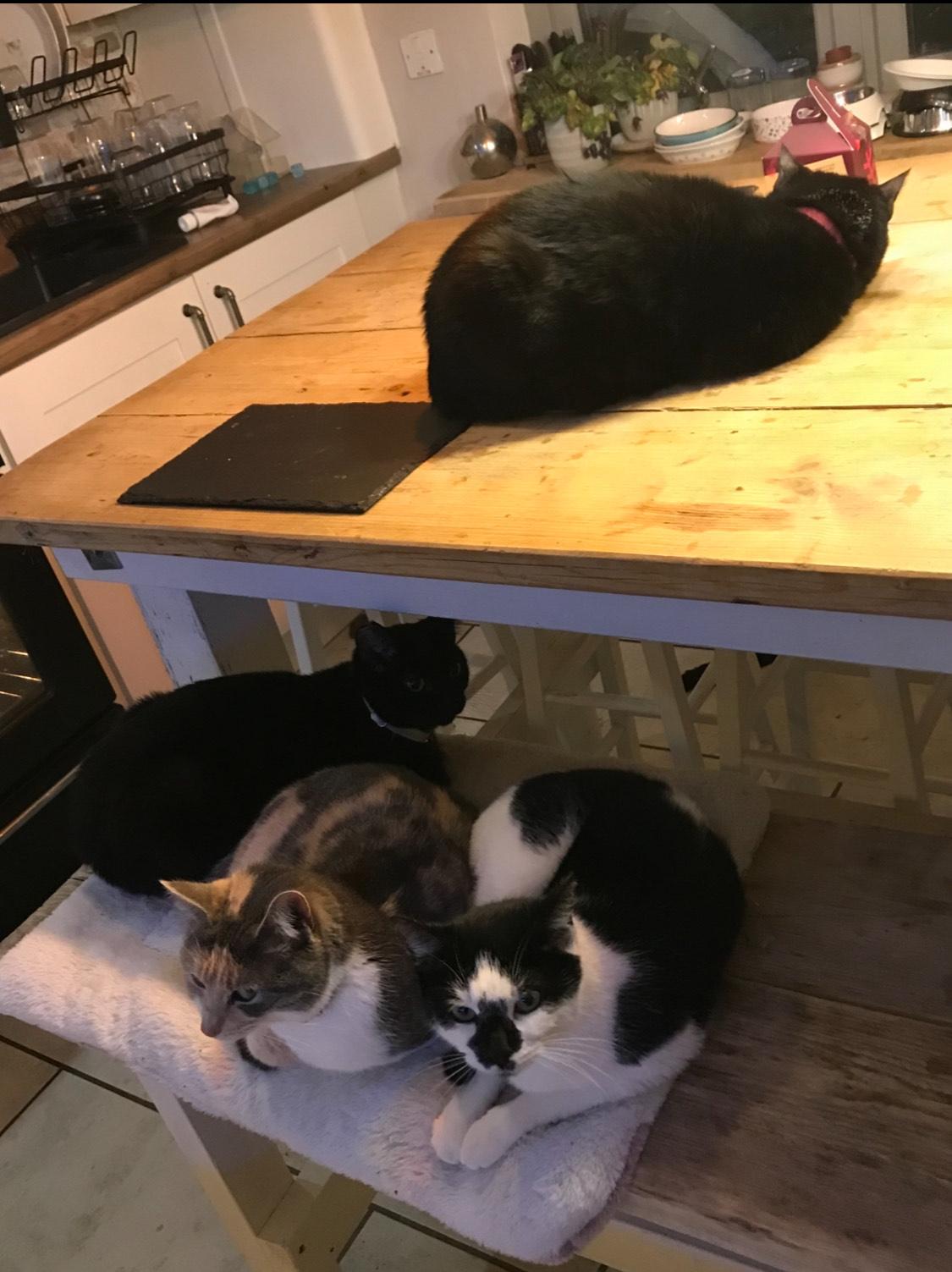 cat-charity-7